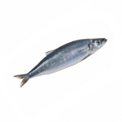 Оселедець свіжоморожений 400+ / Сельдь свежемороженая 400+